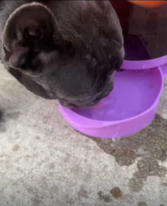 Frenchie got new water bowl! It’s large capacity ensures enough water for longer walks, and she seems to like it a lot !